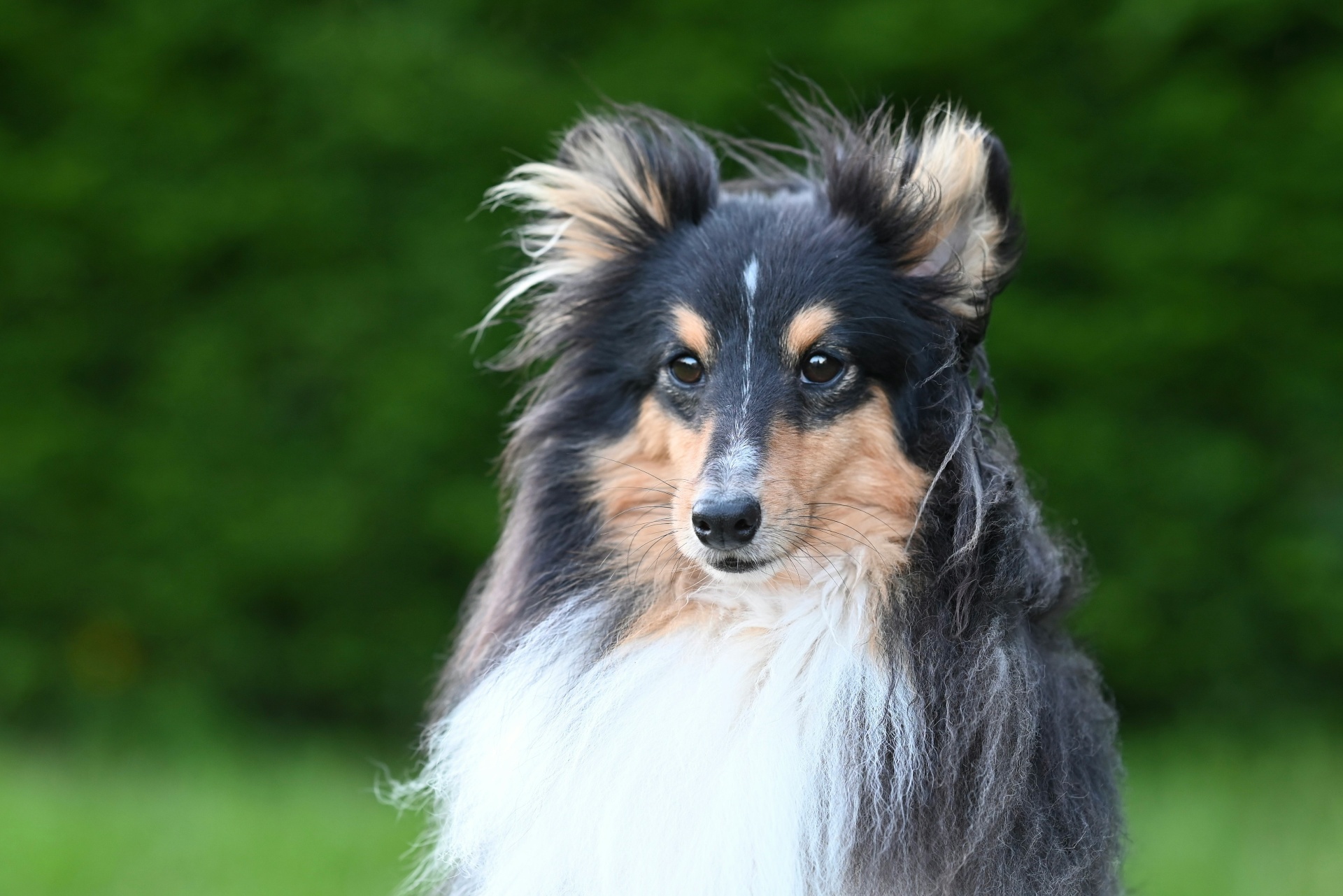Sheltie tricolor sobre fondo verde